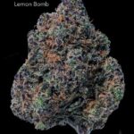SUNSHINE COAST - LEMON BOMB - AAA+