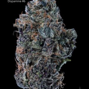 DOPAMINE # 6 - AAA+