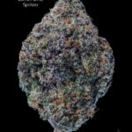 7GRAMS $25 - LEMON LIME SPRITZER - AAA