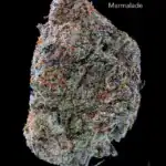 7GRAMS $25 - MARMALADE - AAA