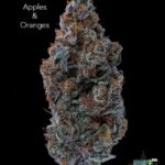 CE - APPLES & ORANGES - AAAA