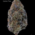7GRAMS $25 - LEMON TREE - AAA