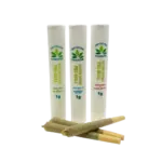 TRICHOME GARDENS - SHATTER INFUSED PREROLLS (1 GRAM) - BACIO GELATO X TRAINWRECK SHATTER
