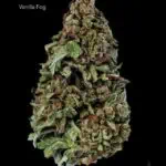 1 OUNCE $60 - 2 OUNCES $100 - VANILLA FOG - AA