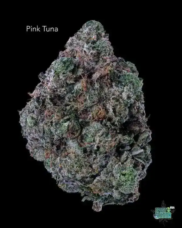 13shotspinktunaSUNSHINECOAST SUNSHINE COAST - PINK TUNA