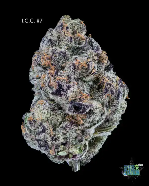 ICECREAMCAKE713SHOTS DOPPLER - ICE CREAM CAKE #7 - AAAA