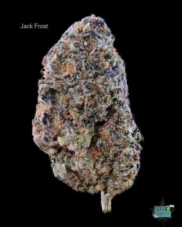 JACK FROST – AAAA