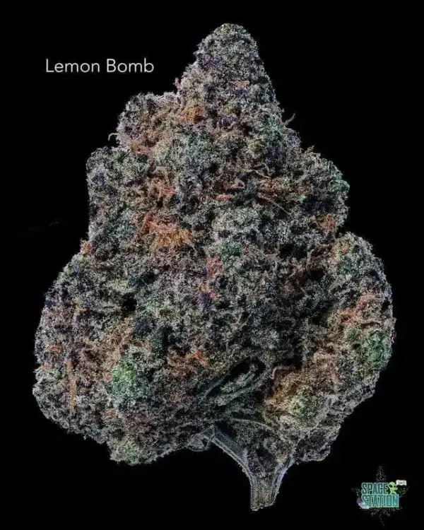 SUNSHINE COAST - LEMON BOMB - AAA+