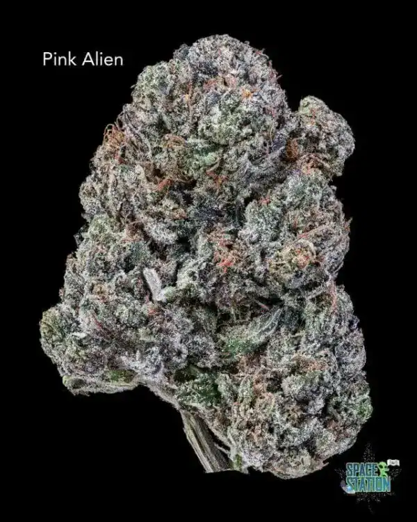 PINKALIEN TERPY VIBES - PINK ALIEN - AAAA+