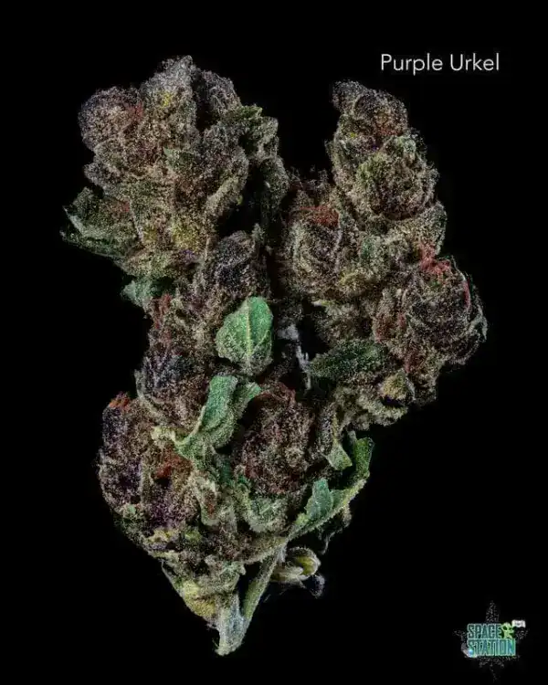1 OUNCE  - 2 OUNCES 0 - PURPLE URKLE (SMALLS) - AA
