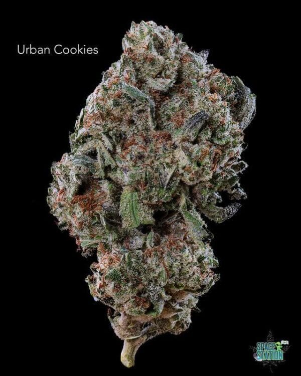 1 OUNCE  - 2 OUNCES 0 - URBAN COOKIES - AA