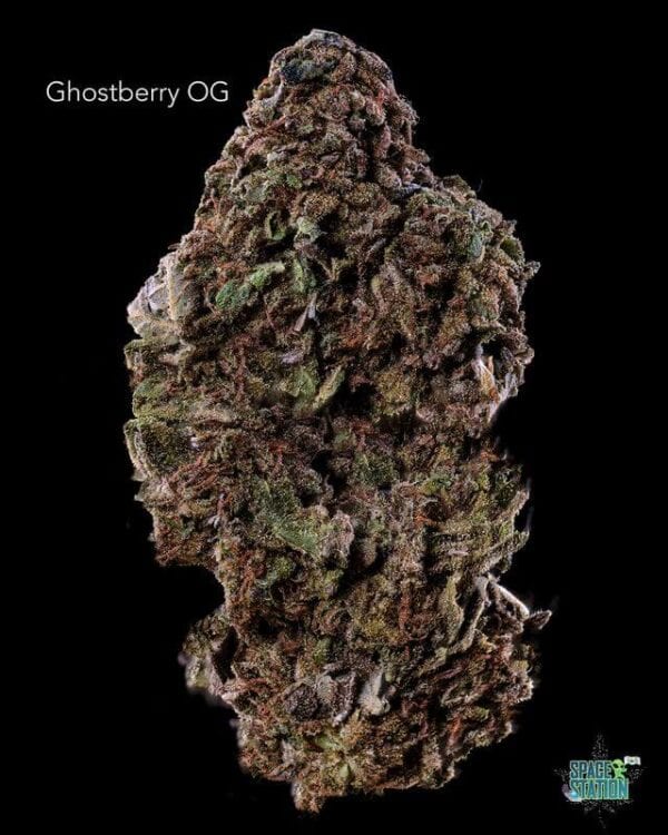 1 OUNCE  - GHOSTBERRY OG