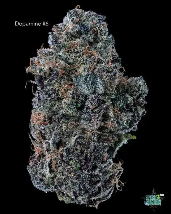 DOPAMINE # 6 - AAA+