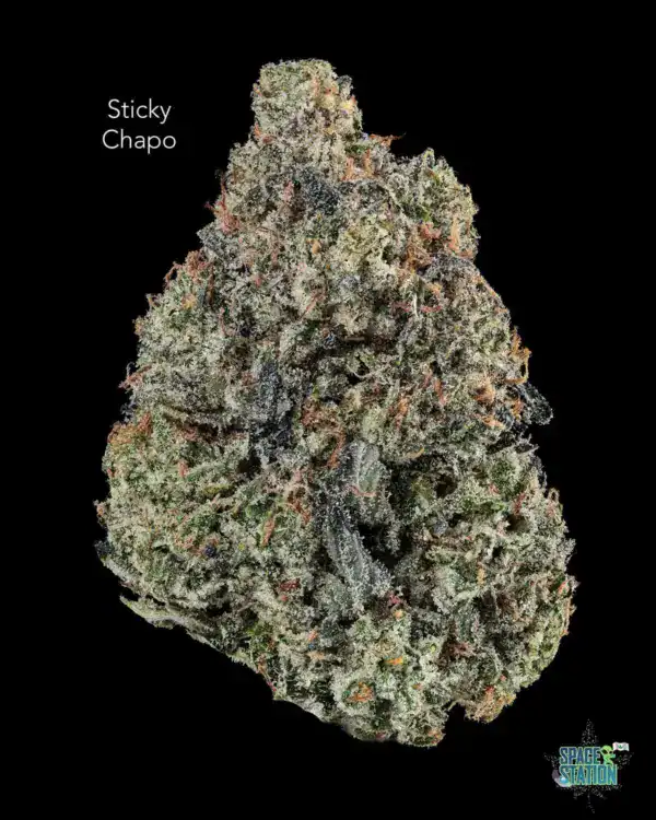 TERPY VIBES - STICKY CHAPO - AAAA+