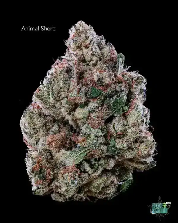 1 OUNCE  - 2 OUNCES 5 - ANIMAL SHERB - AA+
