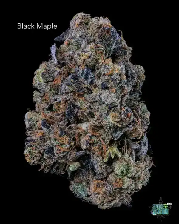 BLACKMAPLE13SHOTS DOPPLER - BLACK MAPLE - AAAA