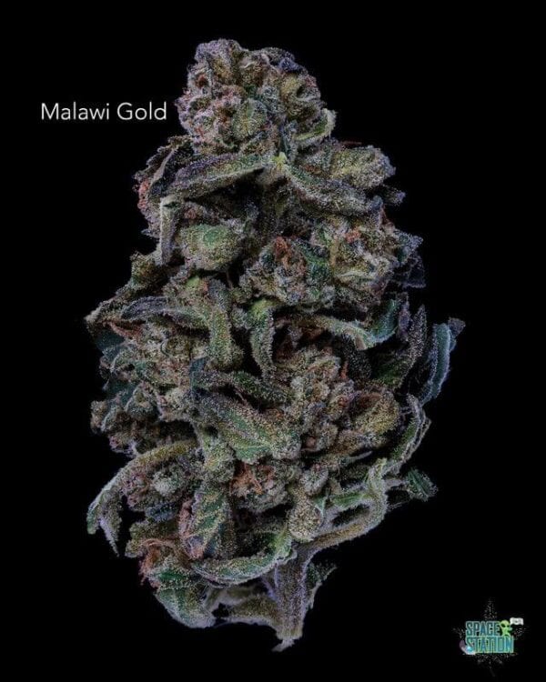 1 OUNCE  - MALAWI GOLD