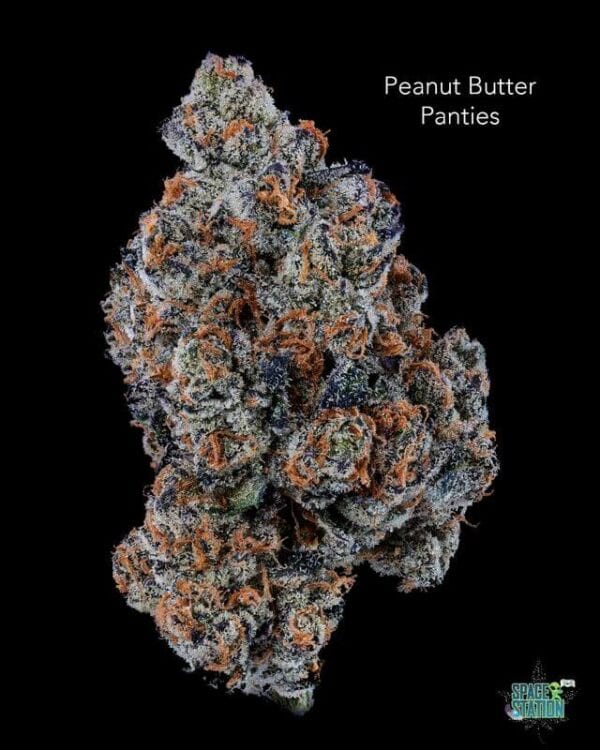 DOPPLER - PEANUT BUTTER PANTIES - AAAA