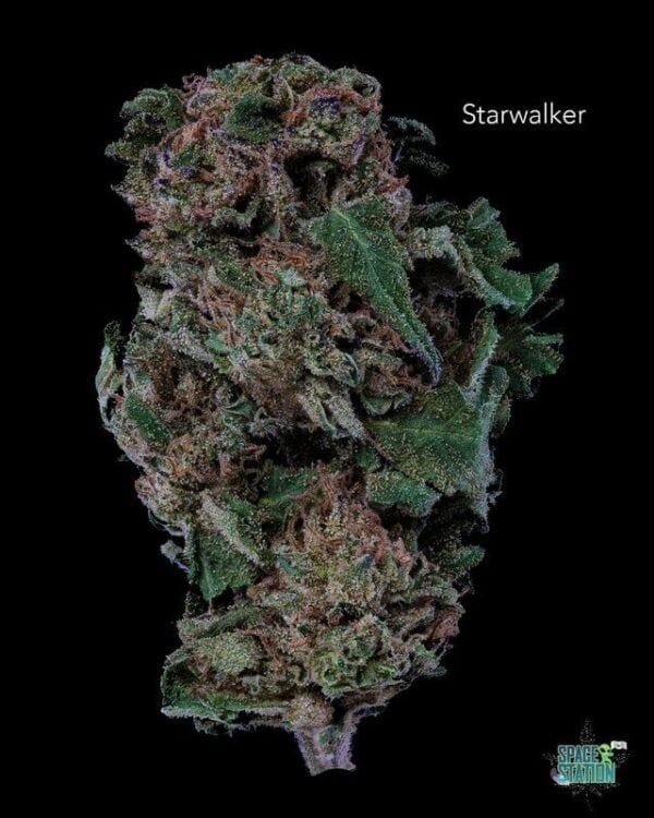 1 OUNCE  - STARWALKER