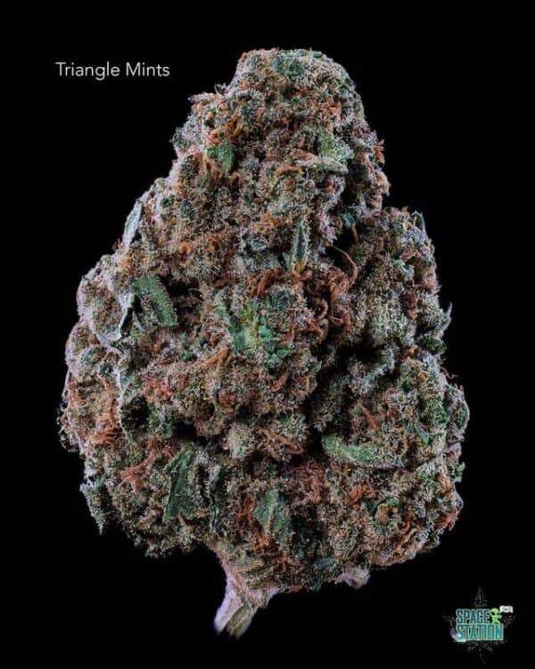 1 OUNCE  - 2 OUNCES 0 - TRIANGLE MINTS - AA