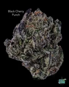 BLACKCHERRYPUNCH13SHOTS