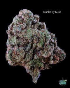 BLUEBERRYKUSH13SHOTS
