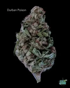 DURBANPOISON13SHOTS