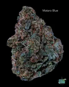 MATAROBLUE13SHOTS