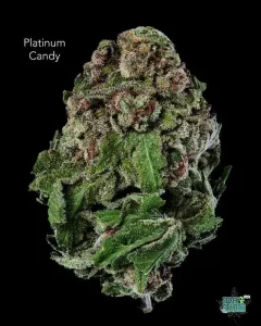 PLATINUMCANDY13SHOTS