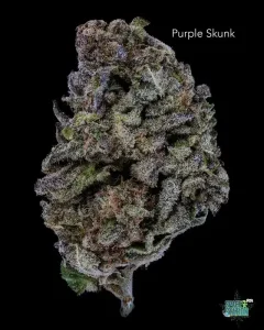 PURPLESKUNK13SHOTS