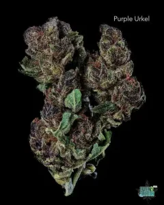 PURPLEURKLE13SHOTS