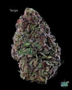 TANGIE13SHOTS