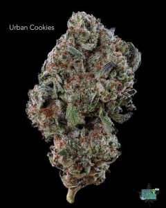 URBANCOOKIES13SHOTS