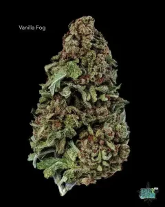 VANILLAFOG13SHOTS